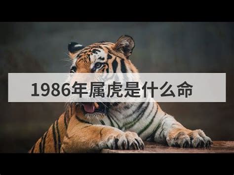 1986 虎 五行|1986年属虎是什么命 1986年属虎的是什么命